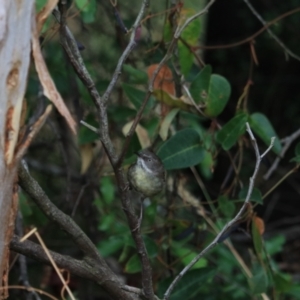 Sericornis frontalis at Goulburn, NSW - 27 Jan 2023 09:34 AM