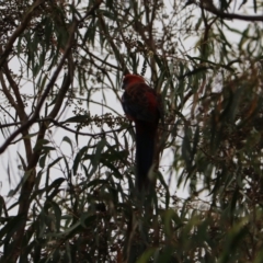 Platycercus elegans (Crimson Rosella) at Goulburn, NSW - 27 Jan 2023 by Rixon