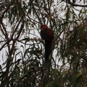 Platycercus elegans at Goulburn, NSW - 27 Jan 2023 09:52 AM