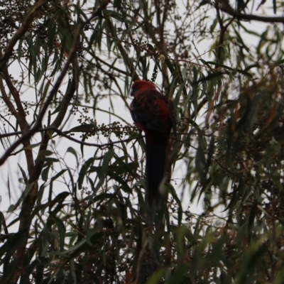 Platycercus elegans (Crimson Rosella) at Goulburn, NSW - 26 Jan 2023 by Rixon