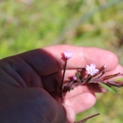 Epilobium ciliatum (A Willow Herb) at Cotter River, ACT - 8 Jan 2023 by Tapirlord