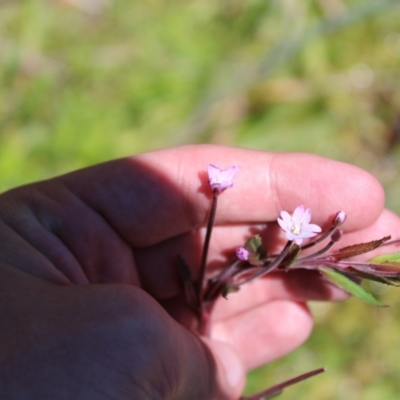 Epilobium ciliatum (A Willow Herb) at Cotter River, ACT - 8 Jan 2023 by Tapirlord