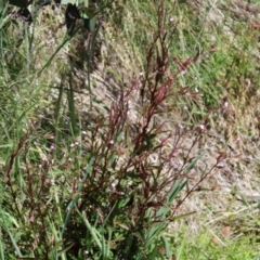 Epilobium ciliatum at Cotter River, ACT - 8 Jan 2023 10:43 AM