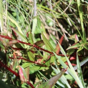 Epilobium ciliatum at Cotter River, ACT - 8 Jan 2023 10:43 AM