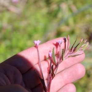 Epilobium ciliatum at Cotter River, ACT - 8 Jan 2023