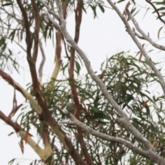 Coracina novaehollandiae (Black-faced Cuckooshrike) at Goulburn, NSW - 27 Jan 2023 by Rixon