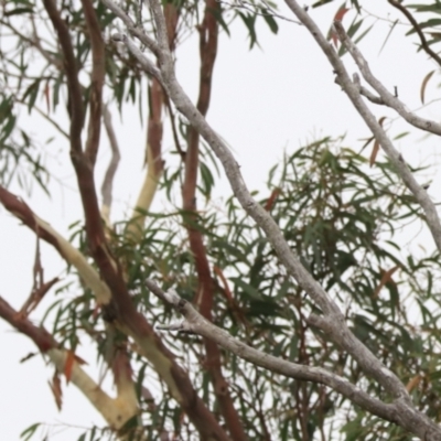 Coracina novaehollandiae (Black-faced Cuckooshrike) at Goulburn, NSW - 27 Jan 2023 by Rixon