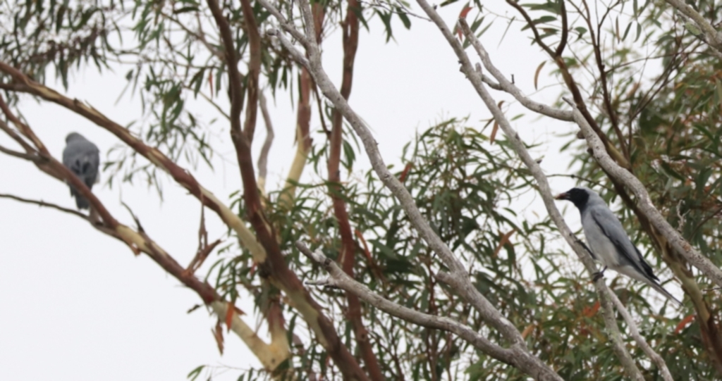 Coracina novaehollandiae at Goulburn, NSW - 27 Jan 2023