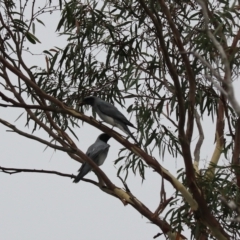 Coracina novaehollandiae at Goulburn, NSW - 27 Jan 2023