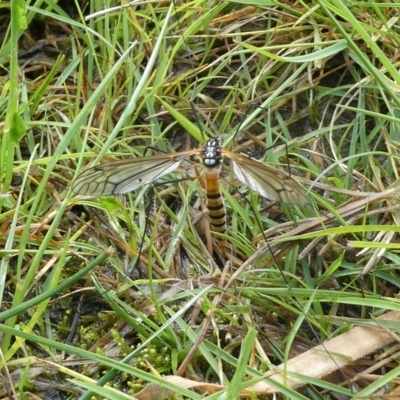 Ischnotoma (Ischnotoma) rubriventris (A crane fly) at Mongarlowe River - 3 Oct 2022 by arjay