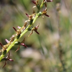 Paraprasophyllum tadgellianum (Tadgell's leek orchid) at Cotter River, ACT - 8 Jan 2023 by Tapirlord