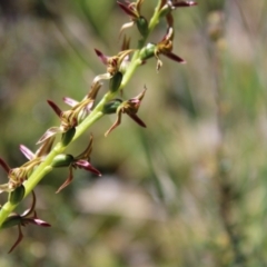 Prasophyllum tadgellianum (Tadgell's leek orchid) at Namadgi National Park - 7 Jan 2023 by Tapirlord