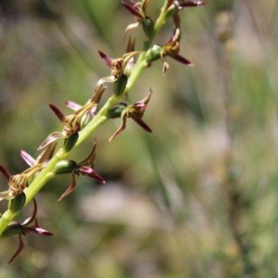 Prasophyllum tadgellianum (Tadgell's leek orchid) at Namadgi National Park - 7 Jan 2023 by Tapirlord
