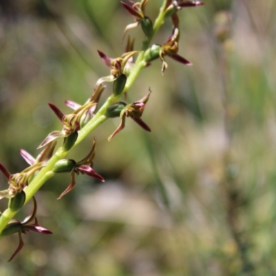 Paraprasophyllum tadgellianum (Tadgell's leek orchid) at Cotter River, ACT - 8 Jan 2023 by Tapirlord