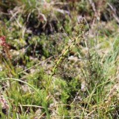 Paraprasophyllum tadgellianum at Cotter River, ACT - suppressed