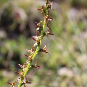 Paraprasophyllum tadgellianum at Cotter River, ACT - suppressed