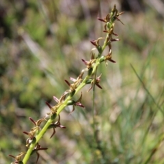 Paraprasophyllum tadgellianum at Cotter River, ACT - suppressed