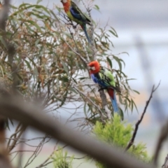 Platycercus eximius (Eastern Rosella) at Goulburn, NSW - 26 Jan 2023 by Rixon