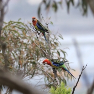 Platycercus eximius at Goulburn, NSW - 27 Jan 2023