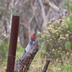 Platycercus elegans (Crimson Rosella) at Goulburn, NSW - 26 Jan 2023 by Rixon