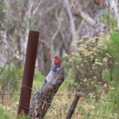 Platycercus elegans at Goulburn, NSW - 27 Jan 2023