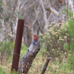 Platycercus elegans at Goulburn, NSW - 27 Jan 2023