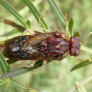 Pergagrapta sp. (genus) at Charleys Forest, NSW - 28 Mar 2022