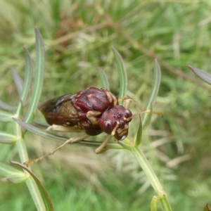 Pergagrapta castanea at Charleys Forest, NSW - 28 Mar 2022