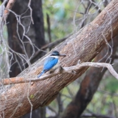 Todiramphus sanctus (Sacred Kingfisher) at Gorman Road Bush Reserve, Goulburn - 26 Jan 2023 by Rixon