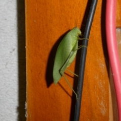 Caedicia simplex (Common Garden Katydid) at Charleys Forest, NSW - 4 May 2022 by arjay