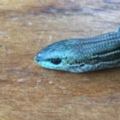 Pseudemoia pagenstecheri (Grassland Tussock-skink) at Durran Durra, NSW - 29 Jan 2023 by JossB