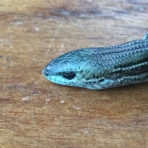 Pseudemoia pagenstecheri at Durran Durra, NSW - 29 Jan 2023