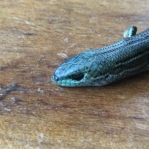 Pseudemoia pagenstecheri at Durran Durra, NSW - 29 Jan 2023 06:26 PM