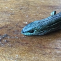 Pseudemoia pagenstecheri at Durran Durra, NSW - 29 Jan 2023