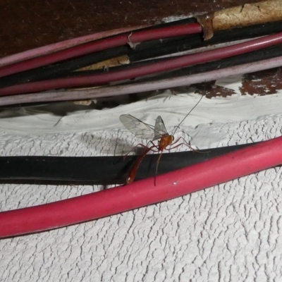 Ichneumonidae (family) (Unidentified ichneumon wasp) at QPRC LGA - 4 May 2022 by arjay