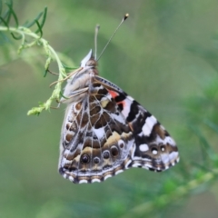 Vanessa kershawi (Australian Painted Lady) at Goulburn, NSW - 27 Jan 2023 by Rixon