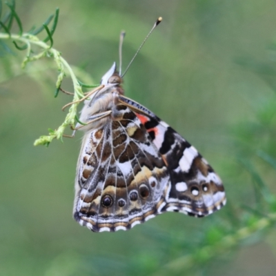 Vanessa kershawi (Australian Painted Lady) at Goulburn, NSW - 27 Jan 2023 by Rixon