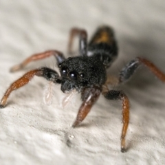 Apricia jovialis (Jovial jumping spider) at Duffy, ACT - 29 Jan 2023 by patrickcox