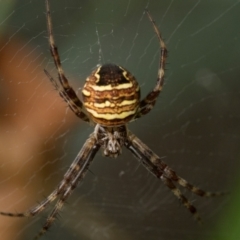 Gea theridioides (An orb weaver spider) at Duffy, ACT - 29 Jan 2023 by patrickcox