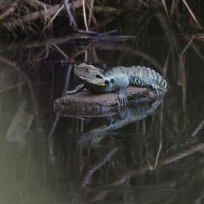 Intellagama lesueurii howittii (Gippsland Water Dragon) at Macgregor, ACT - 29 Jan 2023 by MichaelWenke