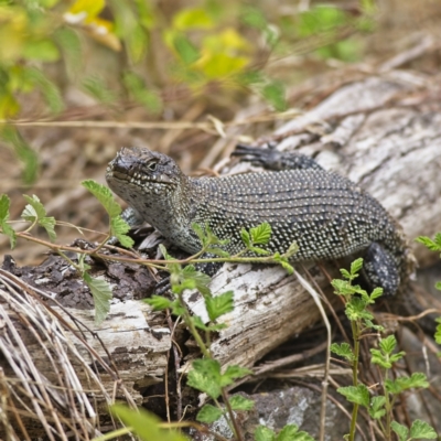 Egernia cunninghami (Cunningham's Skink) at Latham, ACT - 29 Jan 2023 by Trevor