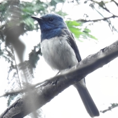 Myiagra rubecula (Leaden Flycatcher) at Paddys River, ACT - 29 Jan 2023 by JohnBundock