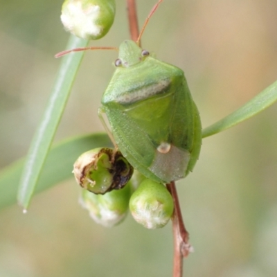 Ocirrhoe unimaculata (Green Stink Bug) at Murrumbateman, NSW - 26 Jan 2023 by SimoneC