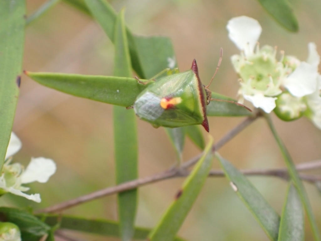 Cuspicona thoracica at Murrumbateman, NSW - 26 Jan 2023