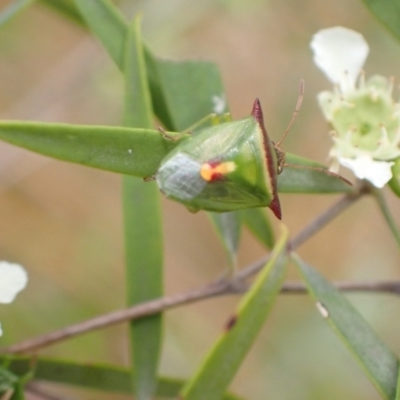 Cuspicona thoracica (Shield bug) at Murrumbateman, NSW - 26 Jan 2023 by SimoneC