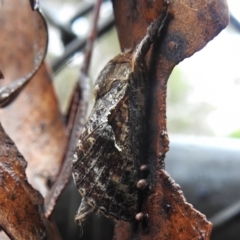 Elhamma australasiae (A Swift or Ghost moth (Hepialidae)) at Paddys River, ACT - 29 Jan 2023 by JohnBundock
