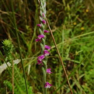 Spiranthes australis at Paddys River, ACT - 29 Jan 2023