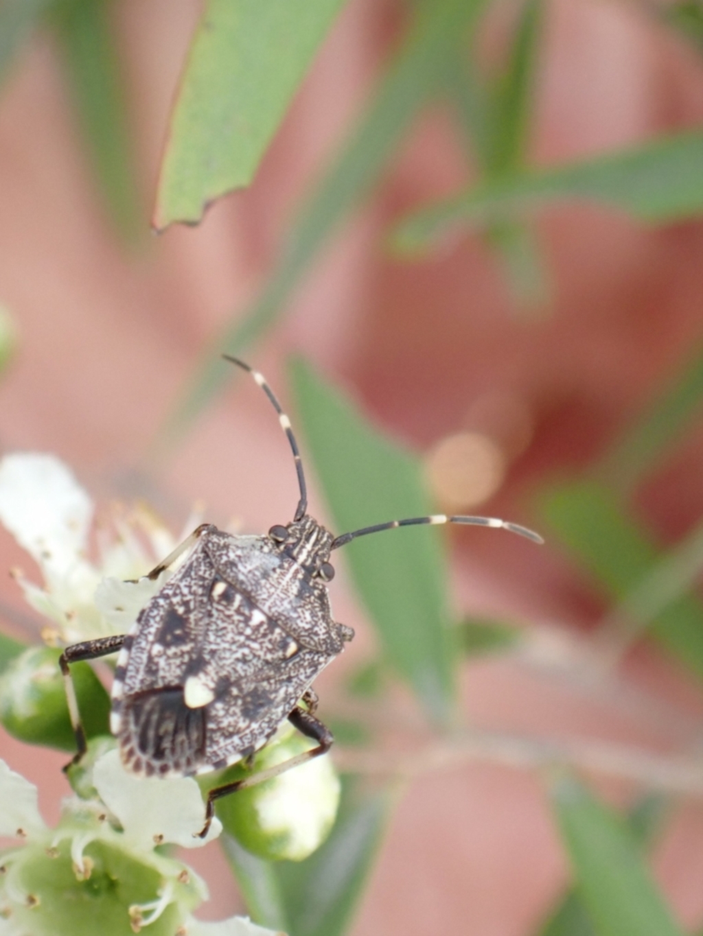 Oncocoris geniculatus at Murrumbateman, NSW - 26 Jan 2023