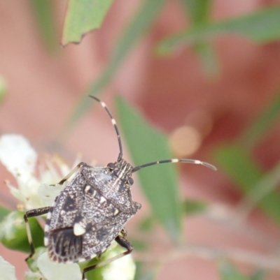 Oncocoris geniculatus (A shield bug) at Murrumbateman, NSW - 26 Jan 2023 by SimoneC