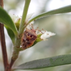 Eupolemus sp. (genus) (Acanthosomatid bug) at Murrumbateman, NSW - 25 Jan 2023 by SimoneC